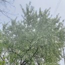 원당2통 이미지