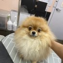 달고나 펫살롱 이미지