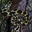 배불뚝이 이미지