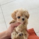 퍼피라이프 이미지