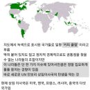 새로운 UN상임이사국 탄생을 막고있는 국제 커피클럽 이미지