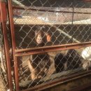 별난염소농장 이미지