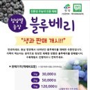 청양농장 | [청양] 청양별 블루베리농장 생블루베리 내돈내산 후기(feat. 생블루베리 맛집)
