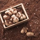 농업법인(주)참 이미지