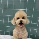 로이네 애견호텔 이미지