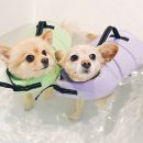 엔젤퍼피 이미지