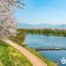 들꽃향기민박 | [전라남도 구례군] 구례 섬진강 벚꽃길 - 전 견종 가능 · 맹견 입마개 · 목줄 착용 · 배변봉투 지참
