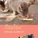 영양나눔 | 입안의 봄 나눔캠페인 후기