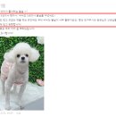 보라매동물병원 | 보라매동물병원, 어머니께 부탁해서라도 맡기는 곳은 뭐가 다를까?