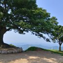 임천 가림성 느티나무 이미지