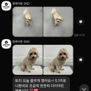 메디유미 | [강아지 체중감량] 피터스랩 메디퍼트 ㅣ 항비만 위장관 영양제