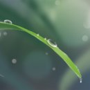 아침이슬 이미지