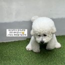 진바이오텍 | 오아가유산균 입이 짧은 강아지도 폭풍 흡입!기호성좋은유산균 실제 급여 후기