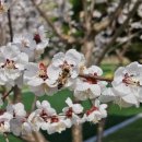 남산 그라운드 골프장 이미지