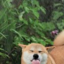 신창분식 이미지