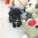 The멍멍 네이버블로그