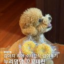 누리댕댕 | 누리댕댕 강아지테린 우리 강아지 최애수제간식!