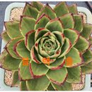 철화농장 이미지