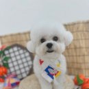 바닐라 퍼피 이미지