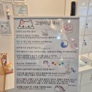 오묘고양이카페&호텔&미용 | [원주고양이카페&미용&호텔오묘] 고양이 미용, 호텔도 가능한 원주 고양이 카페 방문 후기
