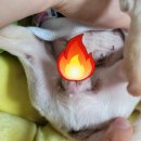바른진료 동물병원 | 이천 바른동물병원 진료 후기_암컷 강아지 생식기 염증
