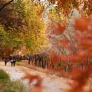 (주)상상에너지 아산지점 | 가을 순례: 독립기념관 단풍나무 숲길의 진홍빛 절경