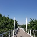 숲단비