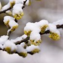 떡버들공원 이미지