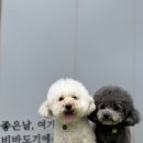 비바도기 이미지