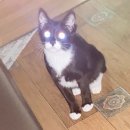 쏘펫 | 다냥이가 먹는 사료, 간식 / 쓰는 용품들 소개