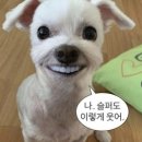 정호프 이미지