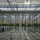 고덕농장 | 평택 그린케이팜 딸기체험농장 고덕 아이랑 주말 딸기 따기 체험 후기