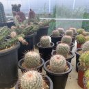 평안꽃식물원 이미지