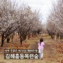 몽개몽개 | 부산근교 봄꽃 명소 추천 ㅣ 김해 흥동 목련숲 매화 만개 !