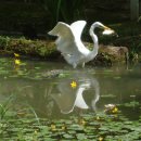 발바닥공원 Daum카페