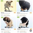 한국동물구조관리협회 | (한국구조동물관리협회)강아지 구조나 입양하실 분을 찾습니다