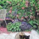 애견의숲 이미지