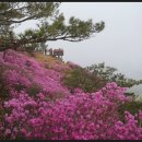 제 1,759차 04월23일, 인천 강화 고려산,혈구산(465m),진달래꽃 산행안내 이미지