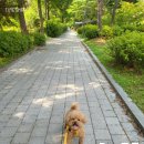 벨라 펫 살롱 이미지