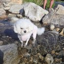 퍼니멍멍 다솜점 이미지