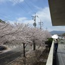 (주)포레나무병원 | 양산 아미드 포레 카페 벚꽃 후기 – 브런치와 함께 즐긴 벚꽃 엔딩