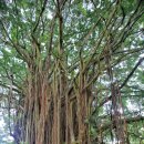 아일랜드 365 이미지