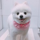 살롱드 꽃개 이미지