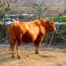 지슬1리 이미지