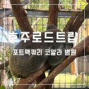 코알라 | 호주 코알라 제대로 보고 싶다면? 포트맥쿼리 코알라 병원 후기 임시이전 정보