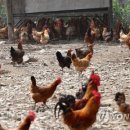 지지농장 이미지