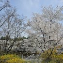 분당-287 | 분당 벚꽃명소 황새울공원 탄천 산책
