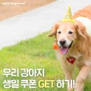 도그라운드 이미지
