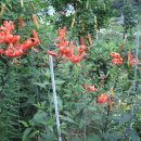 복중농장 이미지