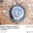 김장독